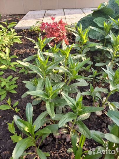 Многолетние саженцы цветов