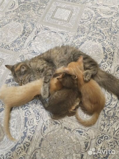 2 рыженьких котенка в добрые руки