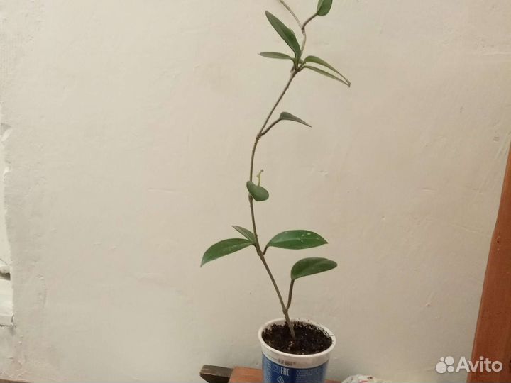 Растения для дачи и дома