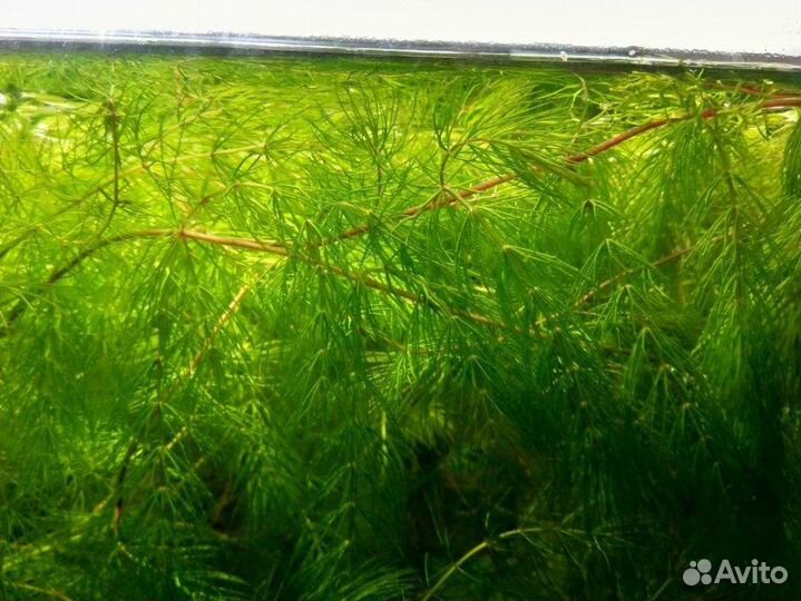 Аквариумные растения Роголистник и другие