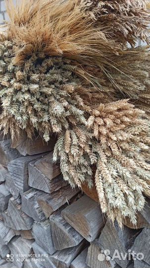 Колосья пшеницы