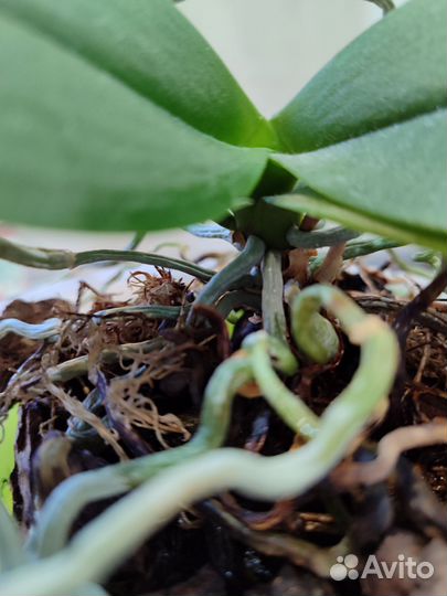 Орхидея фаленопсис