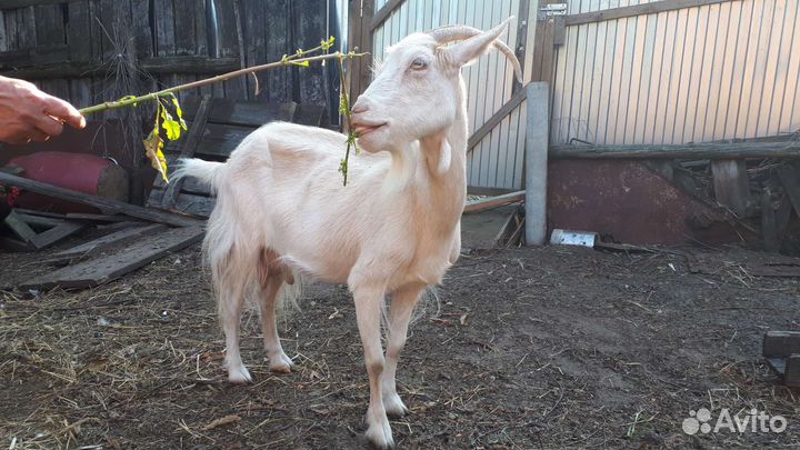 Коза дойная молочная