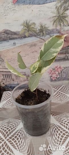 Фикус бенджамина