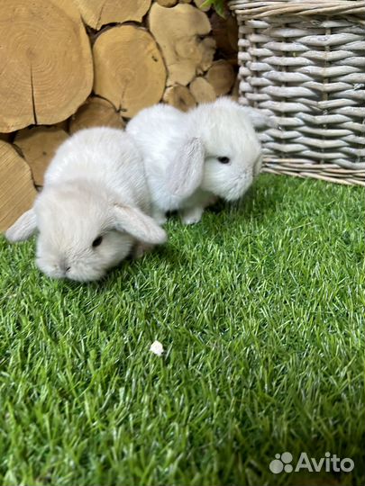 Кролик вислоухий карликовые барашки
