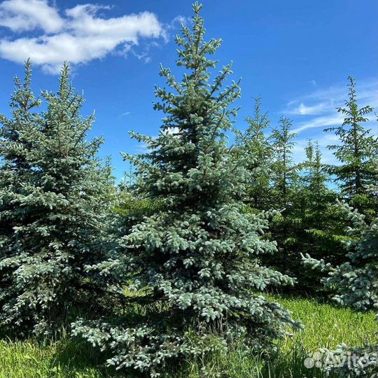 Ель голубая колючая