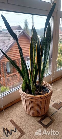 Сансивиерия (щучий хвост, тёщин язык)