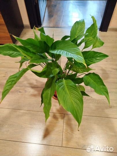 Спатифиллум