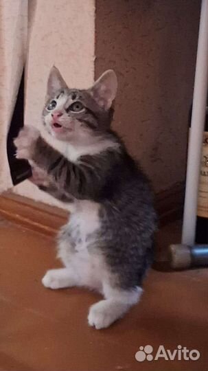 Котик (в роду был мейнкун)