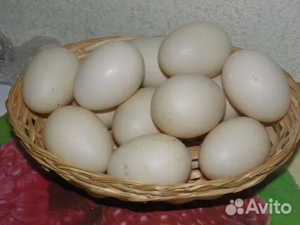 Инкубационое яйцо индоутки