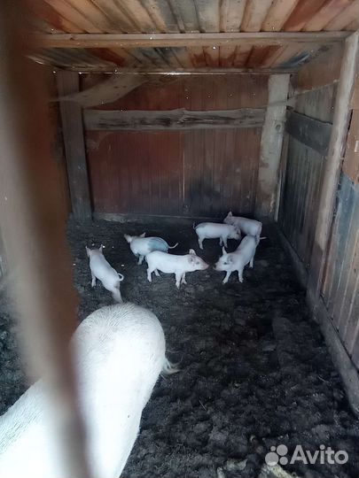 Поросята Русская белая-Пьетрен Макстер