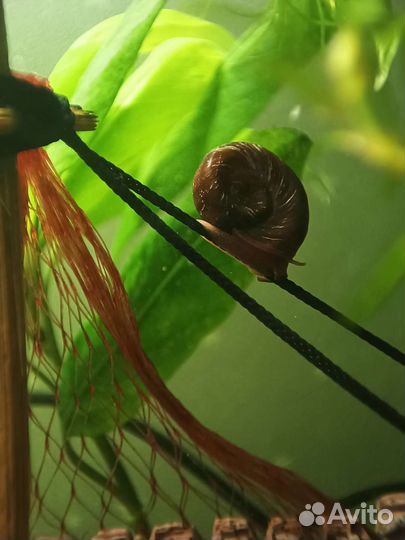 Аквариумная улитка