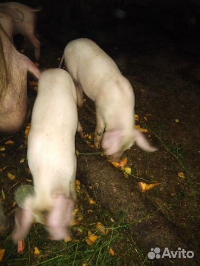 Поросята ландрас