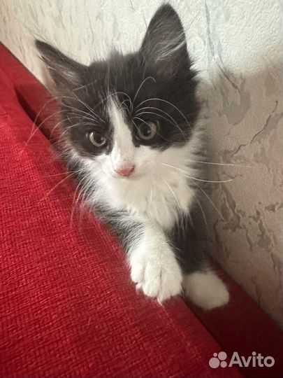 Кошка в дар бесплатно