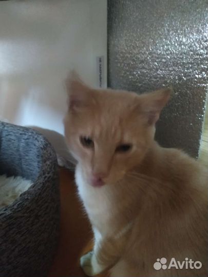 Кошки в добрые руки бесплатно