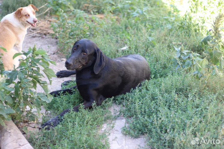 Метис лабрадора и курцхаара в добрые руки