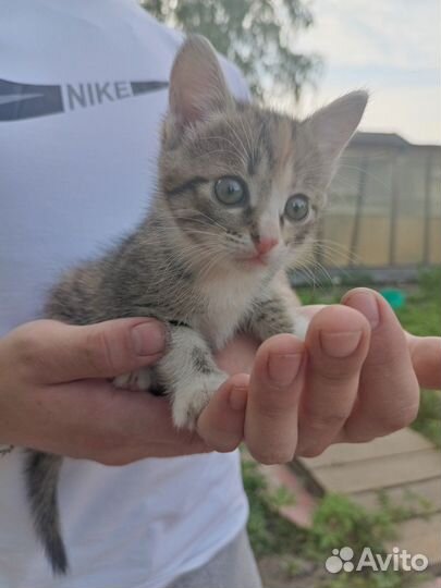 Котёнок (девочка )