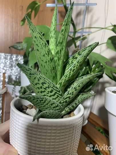 Тилландсия атмосферная (ксерографика), биркин,алоэ