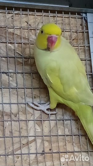 Продам, ожерелого попугая