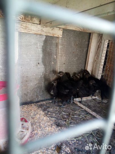 Ухейилюй яйцо