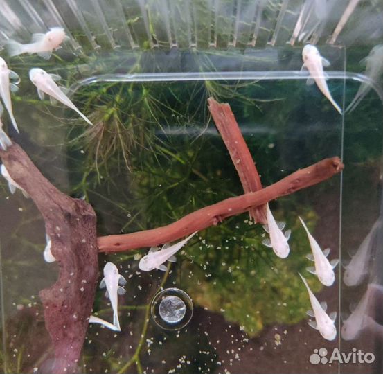 Снежок L144 Снежно Белый Анциструс сомик прилипала