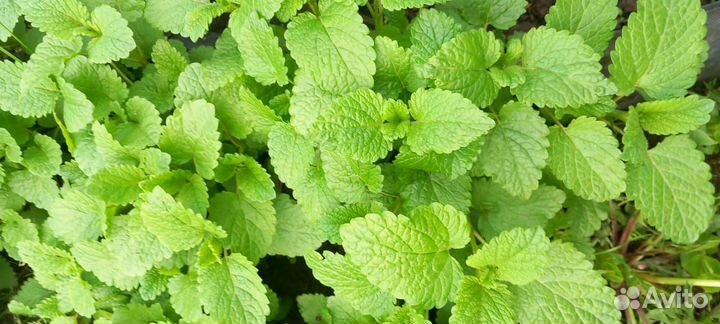 Рассада клубники Купчиха