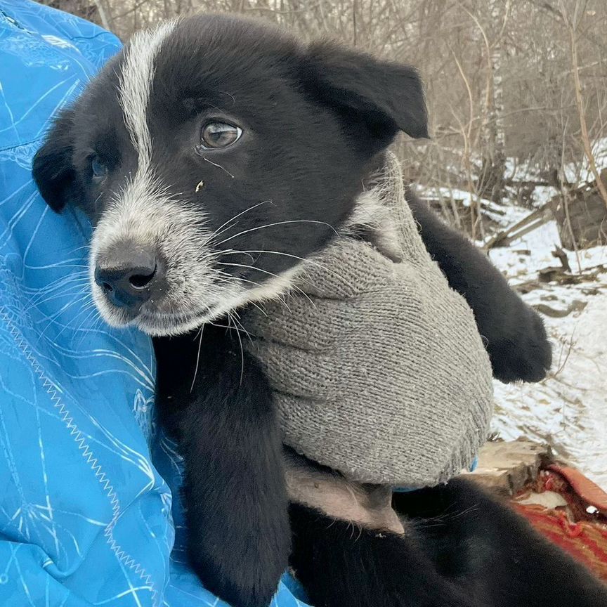 Щенок бесплатно