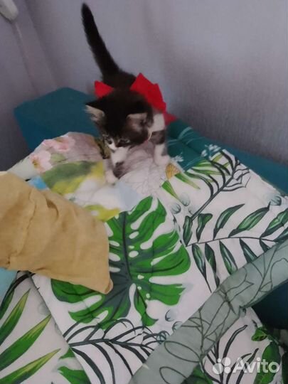 Пушистую красавицу отдам в хорошие руки