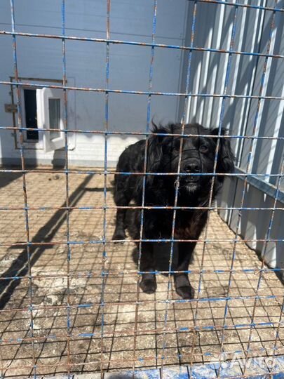 Метис спаниеля попал в отлов. Необходим дом