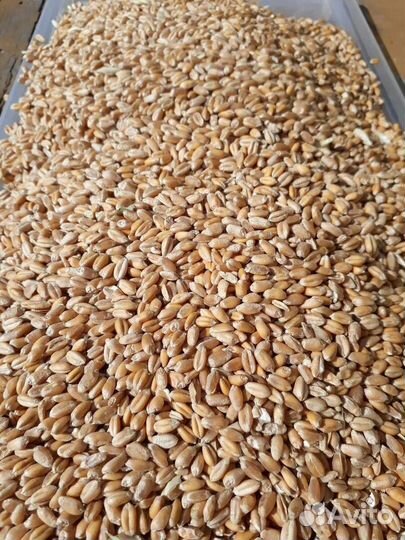 Продам пшеницу