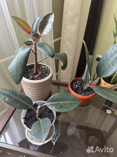 Фикус каучуконосный