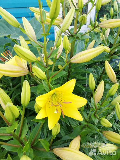 Лилии луковицы