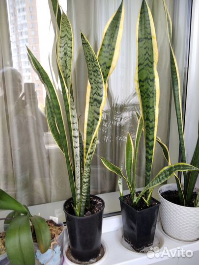 Сансевиерия лауренти