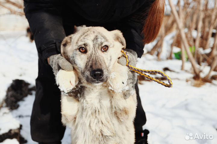 Собака в добрые руки
