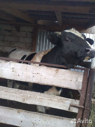 Быки на мясо