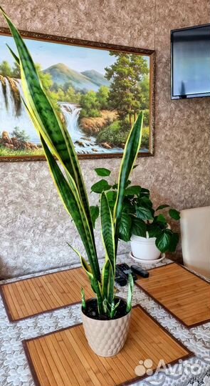 Сансевиерия