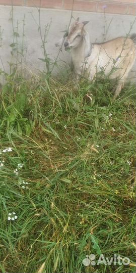 Англо нубийские и другие породы коз и козлята