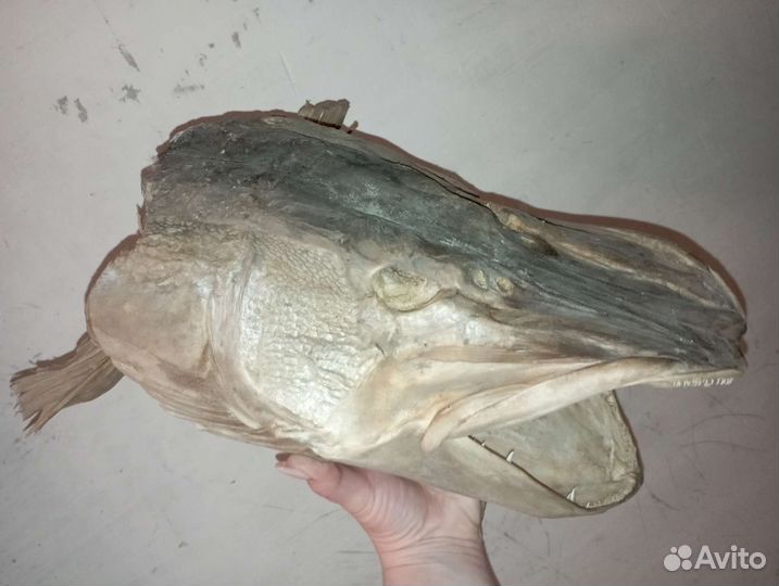 Чучело голова щуки