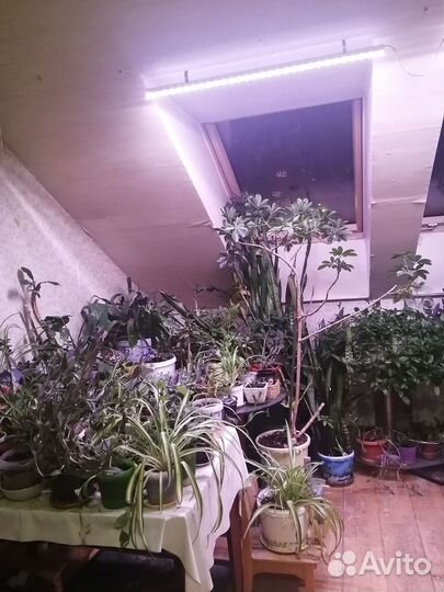 Комнатные растения, разные, много