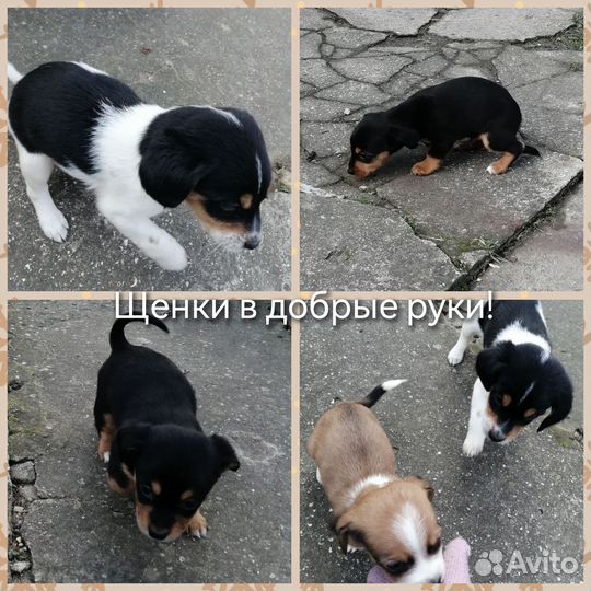 Щенки в добрые руки