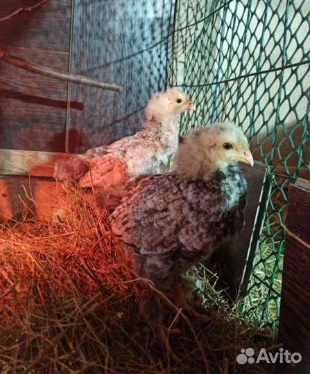 Цыплята брама