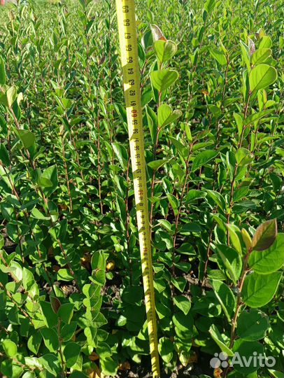 Продам кизильник блестящий