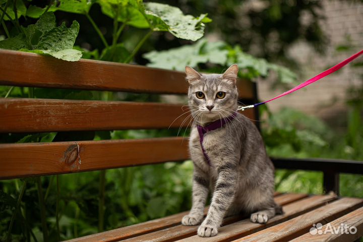 Кошечка в добрые руки