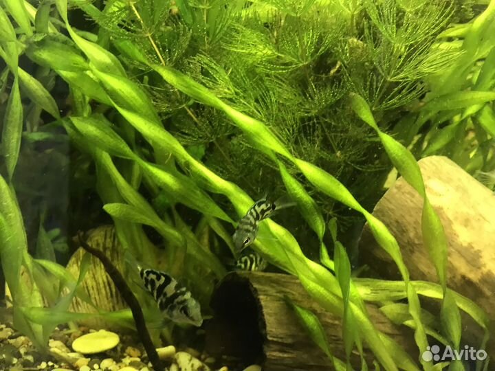 Аквариумные рыбки