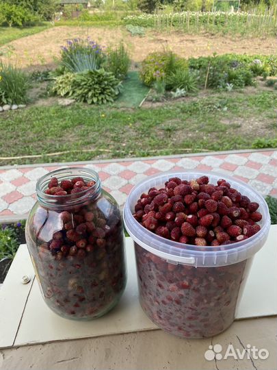 Земляника садовая