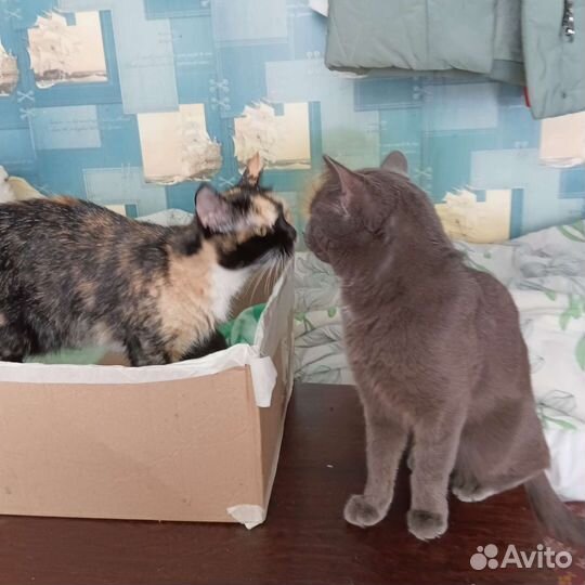 Котенок в дар бесплатно