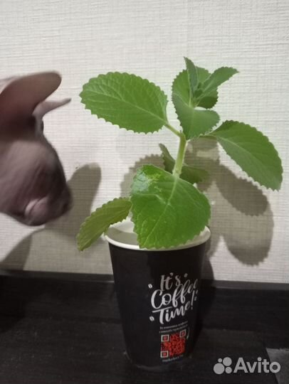 Мята домашняя