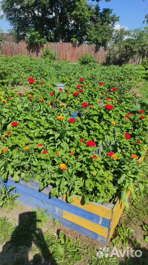 Королевская пеларгония