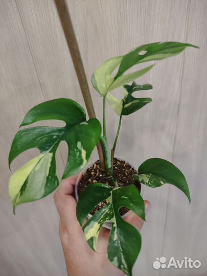 Рафидофора тетрасперма вариегатная