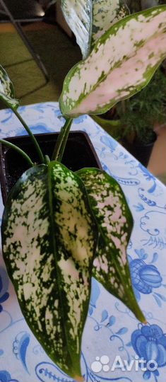 Аглаонемы и другие комнатные цветы